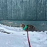 Minnow is registered to the contest to win money with this photo: cat, snow, leash, harness, outdoor, wall, blue_wall, pet, animal, winter, curious, exploring, feline, cold, texture, side_view, walking, nature, daytime, weather
