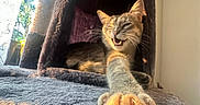 Minnow is registered to the contest to win money with this photo: cat, paw, stretching, cat_condo, feline, indoor, sunlight, cozy, fur, whiskers, cute, relaxed, pet, animal, home, playful, mammal, claw, resting, expression