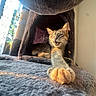 cat, paw, stretching, cat_condo, feline, indoor, sunlight, cozy, fur, whiskers, cute, relaxed, pet, animal, home, playful, mammal, claw, resting, expression