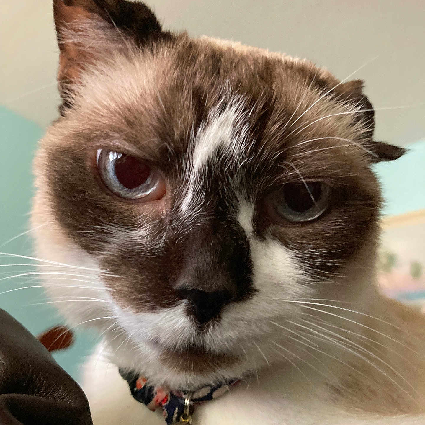 Kona joined the competition — help win amazing prizes! abyssinian, accessories, animal, bodypart, cat, collar, jewelry, kitten, manx, mouth, necklace, person, pet, siamese, snout, strap