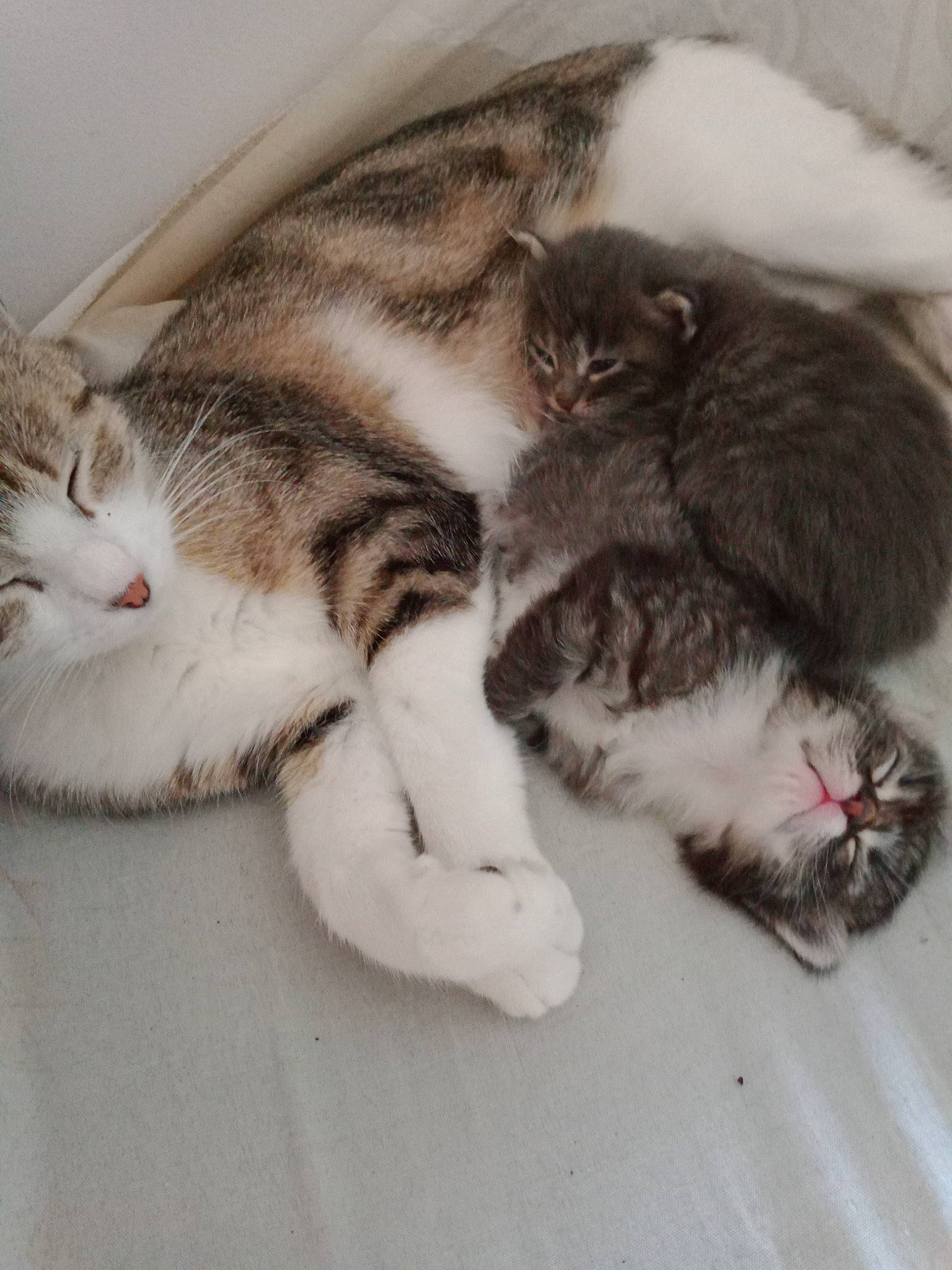 Minette participe au concours pour gagner de l'argent avec cette photo : carnivore, cat, claw, comfort, domestic_short_haired_cat, felidae, fur, paw, small_to_medium_sized_cats, snout, tail, whiskers