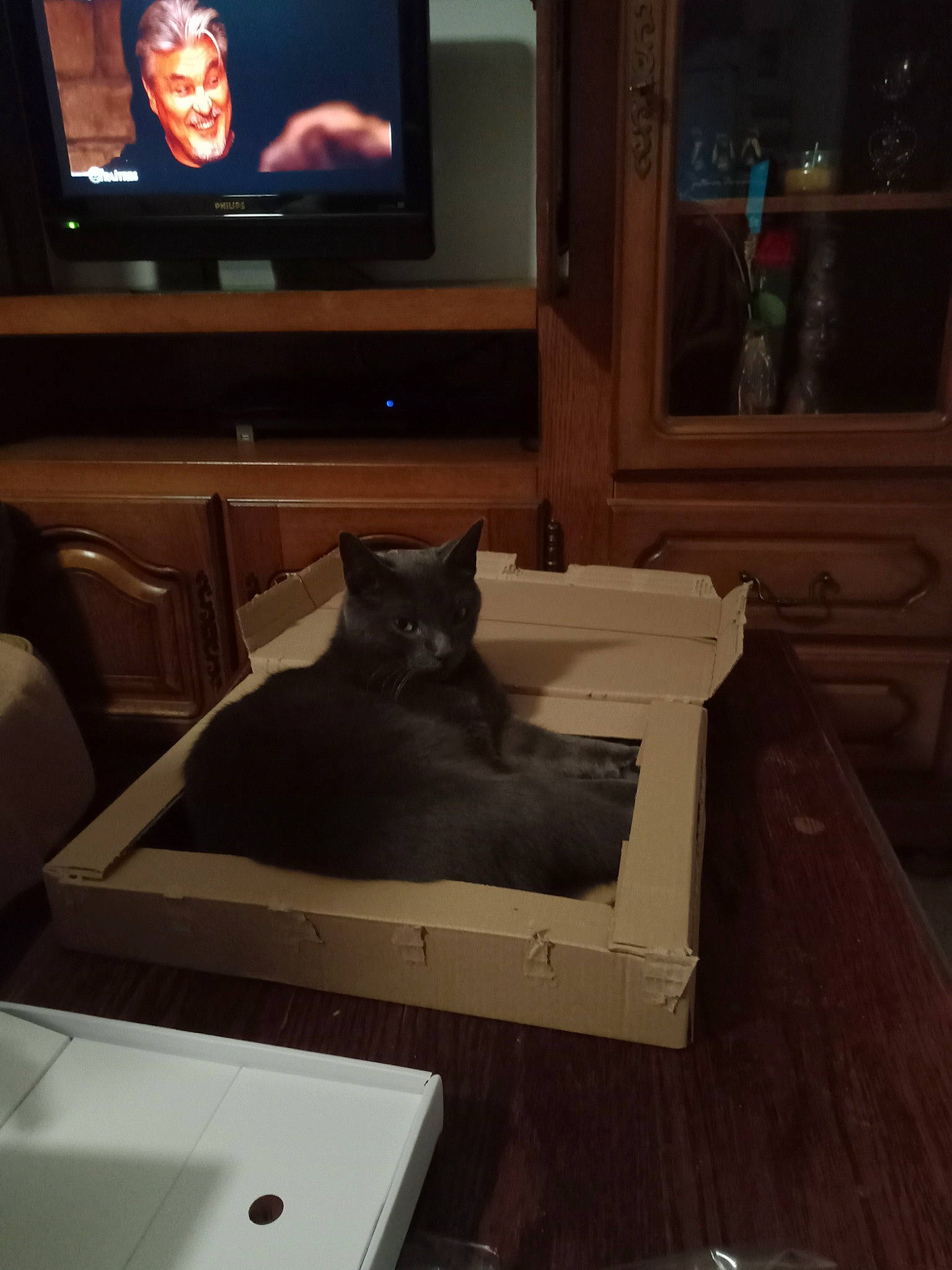 Yuki participe au concours pour gagner de l'argent avec cette photo : cable_television, carnivore, cat, comfort, couch, entertainment_center, felidae, flat_panel_display, floor, flooring, grey, hardwood, living_room, output_device, small_to_medium_sized_cats, table, television, television_set, whiskers, wood