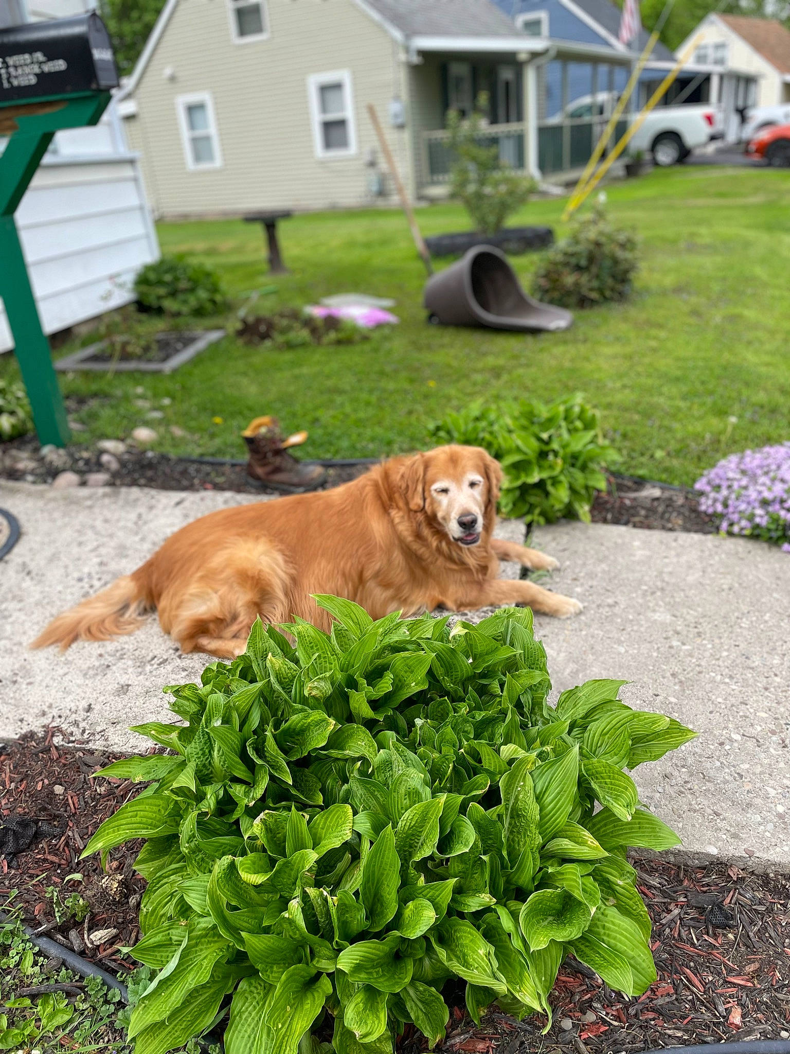 Jax joined the competition — help win amazing prizes! carnivore, chair, collar, companion_dog, cottage, dog, dog_breed, fawn, grass, groundcover, home, house, landscape, plant, road_surface, sidewalk, sporting_group, wheel, window, working_animal