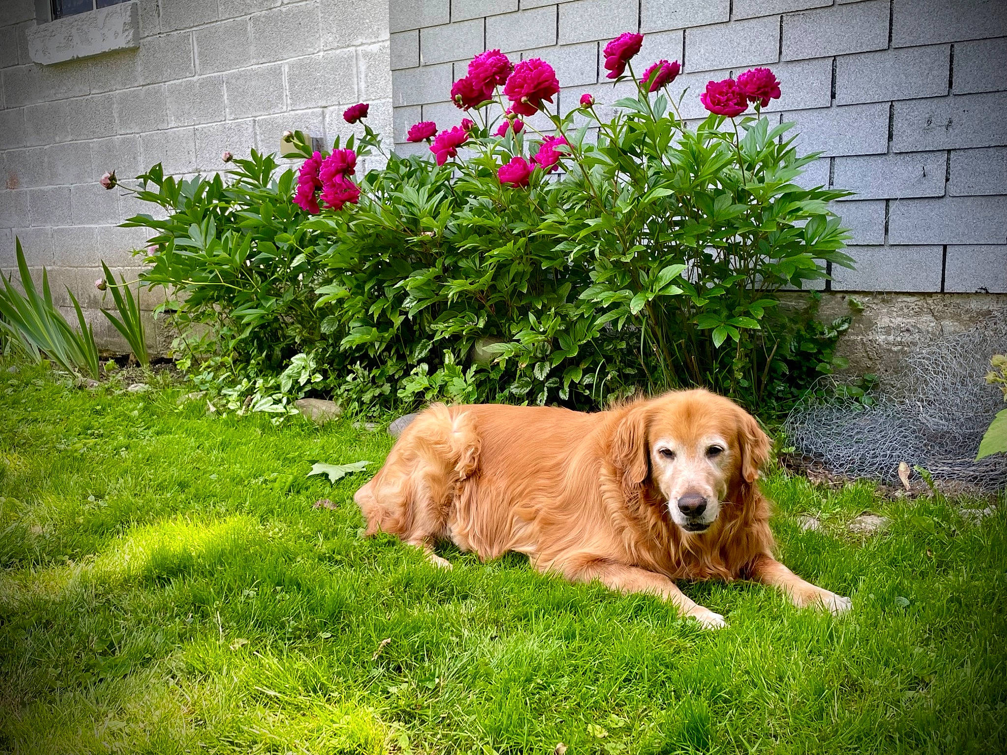 Jax joined the competition — help win amazing prizes! annual_plant, canidae, carnivore, companion_dog, dog, dog_breed, fawn, flower, flowering_plant, garden, grass, groundcover, gun_dog, herbaceous_plant, landscape, landscaping, petal, plant, shrub, tree