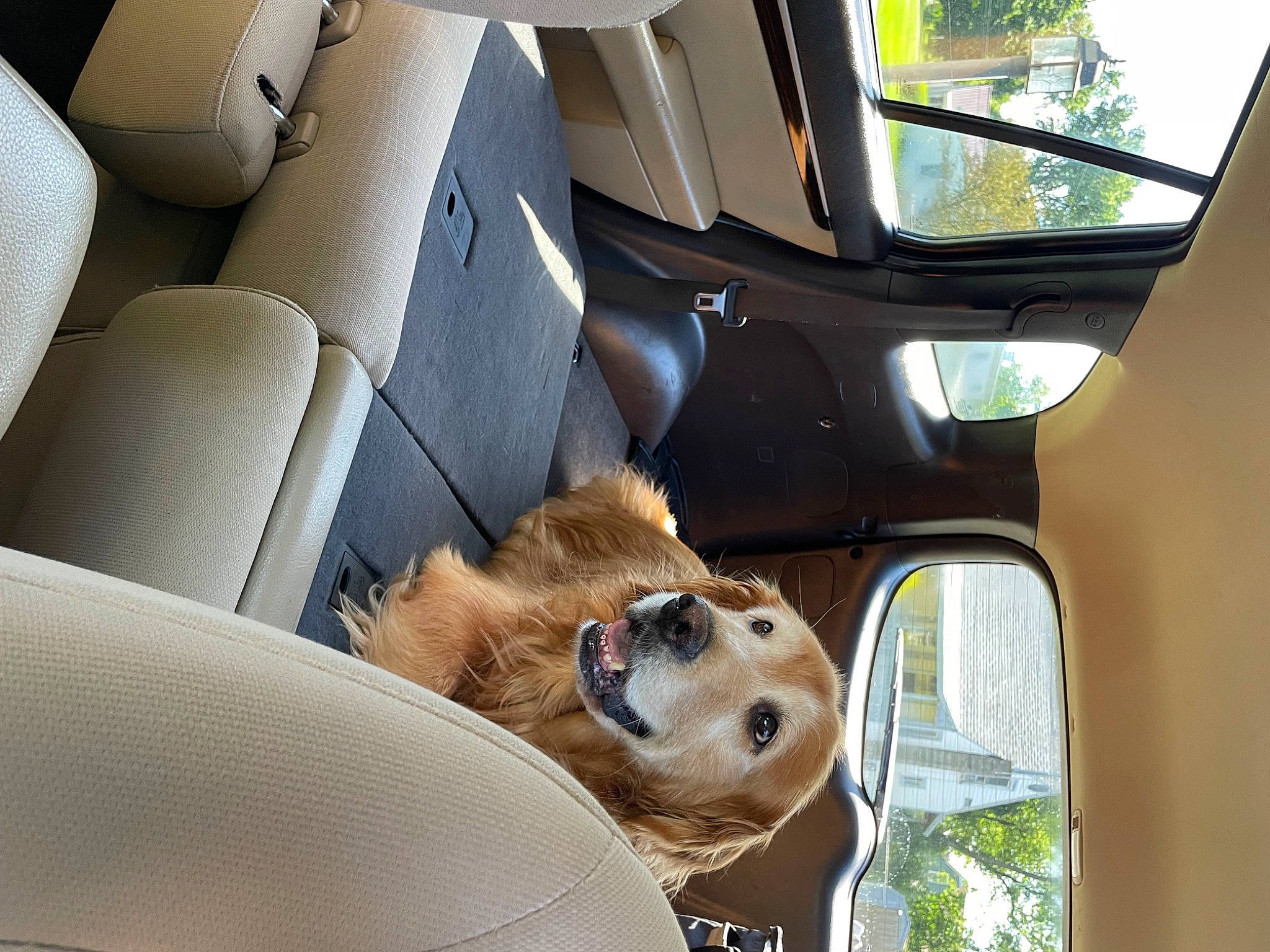 Jax is registered to the contest to win money with this photo: automotive_design, automotive_exterior, automotive_mirror, car, car_seat, car_seat_cover, carnivore, dog, fawn, head_restraint, mode_of_transport, motor_vehicle, personal_luxury_car, plant, seat_belt, steering_wheel, tints_and_shades, vehicle, vehicle_door, window