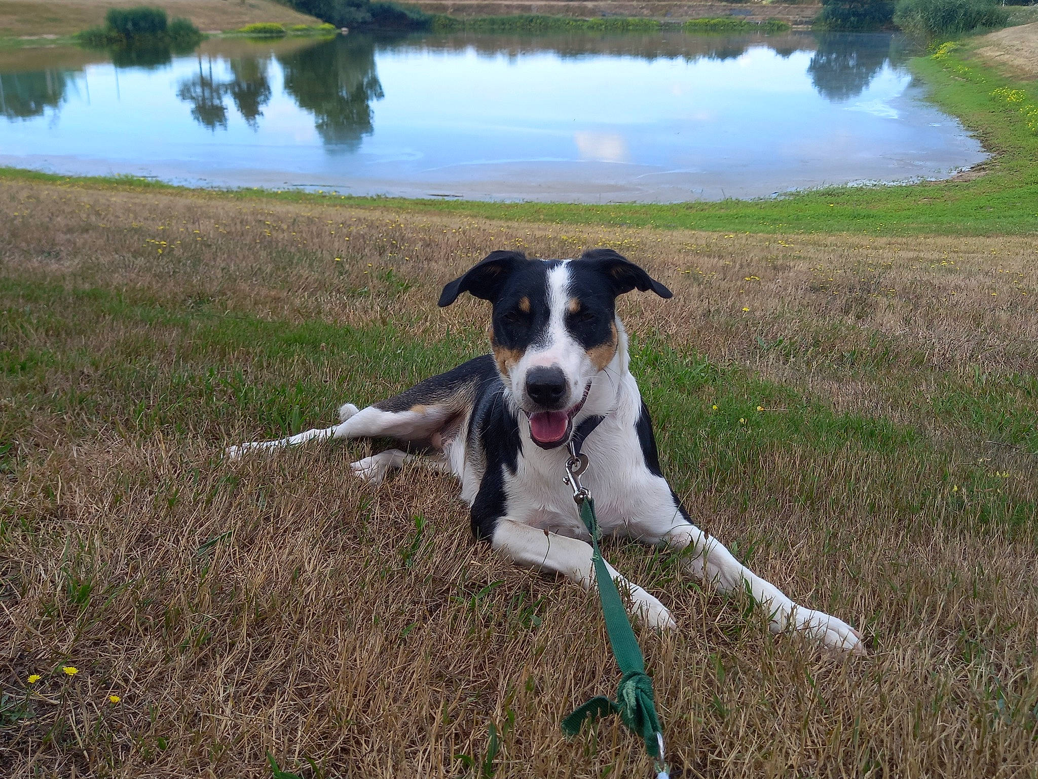 Nilou participe au concours pour gagner de l'argent avec cette photo : canidae, carnivore, collar, companion_dog, dog, dog_breed, dog_collar, grass, grassland, gun_dog, lake, landscape, natural_landscape, plant, sky, sporting_group, tail, water, wetland, working_animal