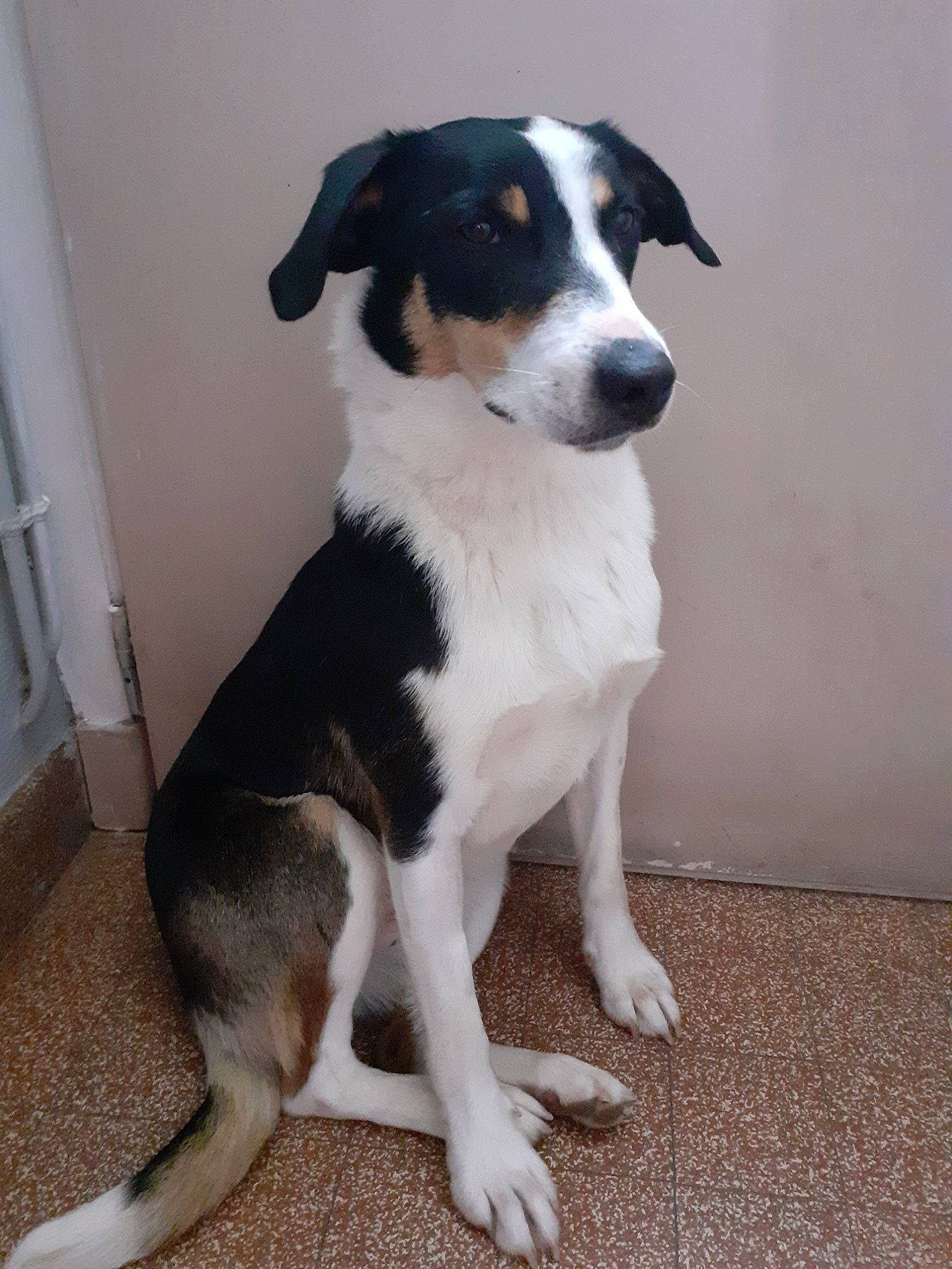 Nilou a rejoint le concours — aidez-le/la à gagner de superbes lots ! canidae, carnivore, collar, companion_dog, dog, dog_breed, door, foot, hunting_dog, paw, snout, sporting_group, tail, terrestrial_animal, working_animal, working_dog