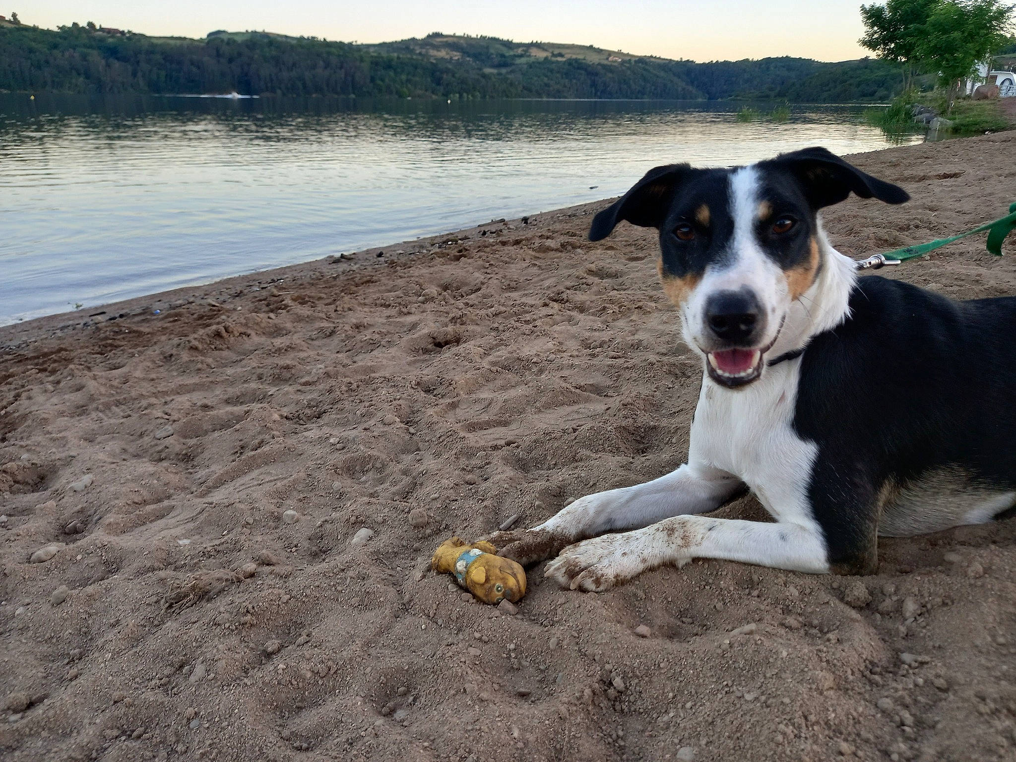 Nilou participe au concours pour gagner de l'argent avec cette photo : beach, carnivore, coast, collar, companion_dog, dog, dog_breed, herding_dog, lake, landscape, mcnab, plant, sky, soil, sporting_group, street_dog, walking, water, working_animal, working_dog