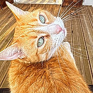 Kansas participe au concours pour gagner de l'argent avec cette photo : cat, ginger_cat, green_eyes, whiskers, close_up, portrait, wooden_floor, porch, sunlight, shadow, pet, animal, feline, outdoor, fur, looking_back, ears, nose, daylight, domestic_animal