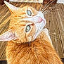 cat, ginger_cat, green_eyes, whiskers, close_up, portrait, wooden_floor, porch, sunlight, shadow, pet, animal, feline, outdoor, fur, looking_back, ears, nose, daylight, domestic_animal