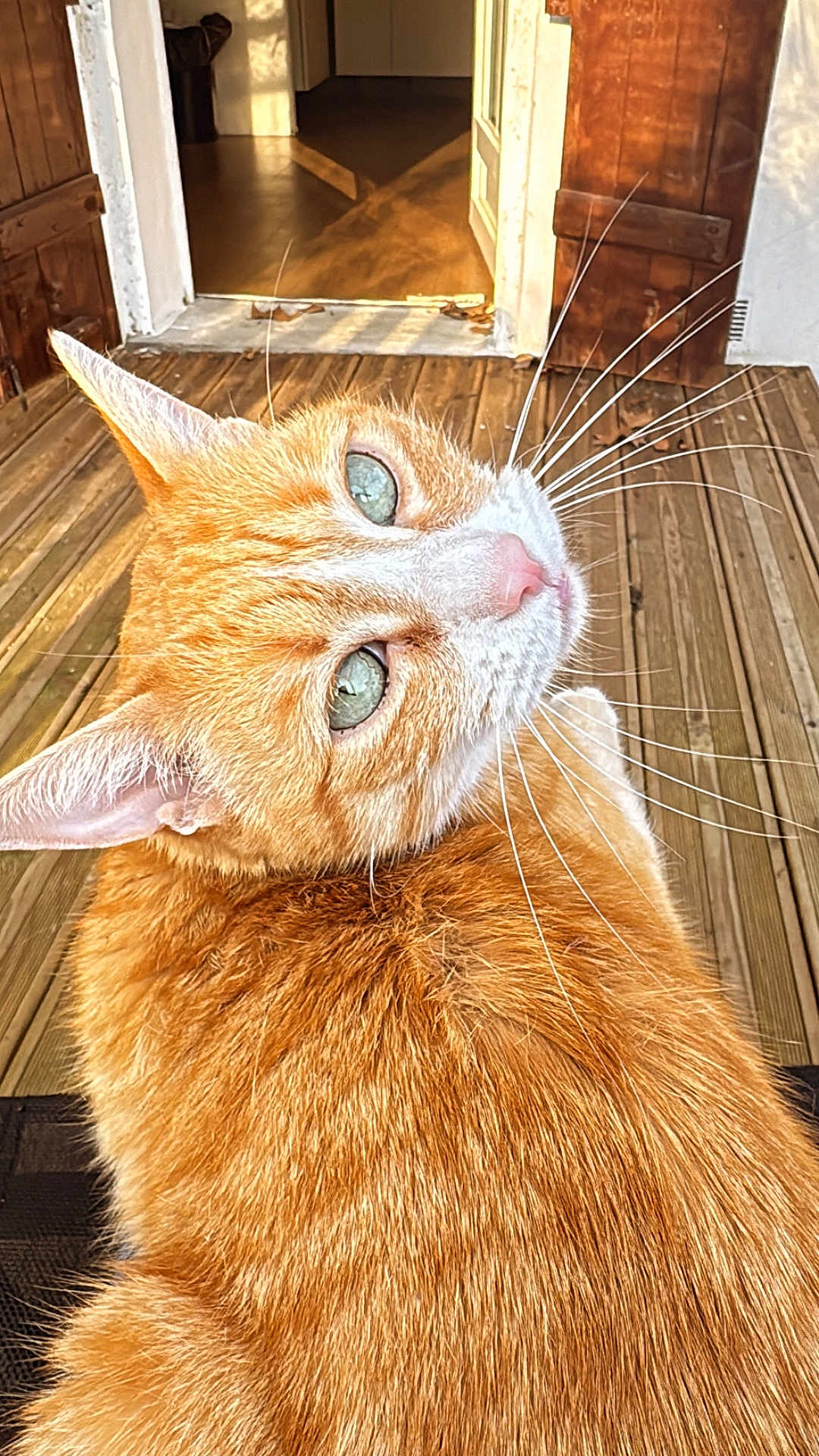 Kansas participe au concours pour gagner de l'argent avec cette photo : cat, ginger_cat, green_eyes, whiskers, close_up, portrait, wooden_floor, porch, sunlight, shadow, pet, animal, feline, outdoor, fur, looking_back, ears, nose, daylight, domestic_animal