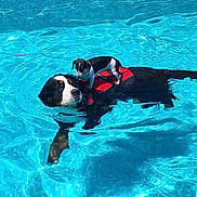 Samantha participe au concours pour gagner de l'argent avec cette photo : dog, pool, water, swimming, animal, pet, summer, outdoor, blue, canine, small_dog, large_dog, playful, sunlight, life_jacket, floating, companion, fun, sunny, vacation