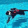animal, blue, canine, companion, dog, floating, fun, large_dog, life_jacket, outdoor, pet, playful, pool, small_dog, summer, sunlight, sunny, swimming, vacation, water