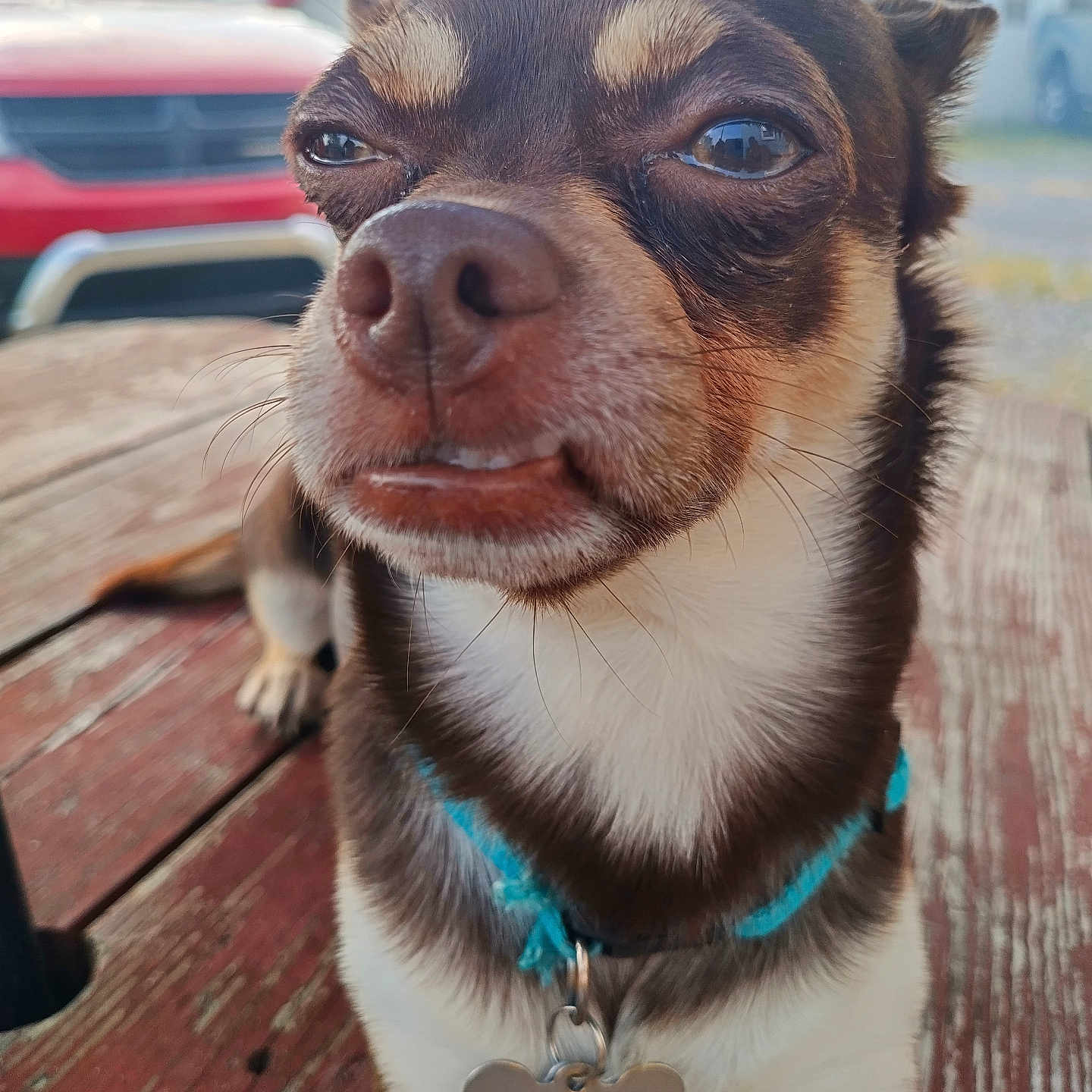 Buddha joined the competition — help win amazing prizes! accessories, alloywheel, animal, architecture, building, canine, car, carwheel, chihuahua, dog, hound, machine, outdoors, pet, puppy, shelter, spoke, strap, transportation, vehicle