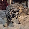 dog, husky, snow, winter, animal, pet, outdoor, cold, fur, lying_down, canine, snow_covered, ears, face, quiet, resting, nature, background, red_chair, evening