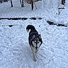 Arron a rejoint le concours — aidez-le/la à gagner de superbes lots ! dog, husky, snow, winter, outdoor, animal, canine, fur, trees, cabin, nature, walking, cold, landscape, pet, playful, forest, daylight, background, path