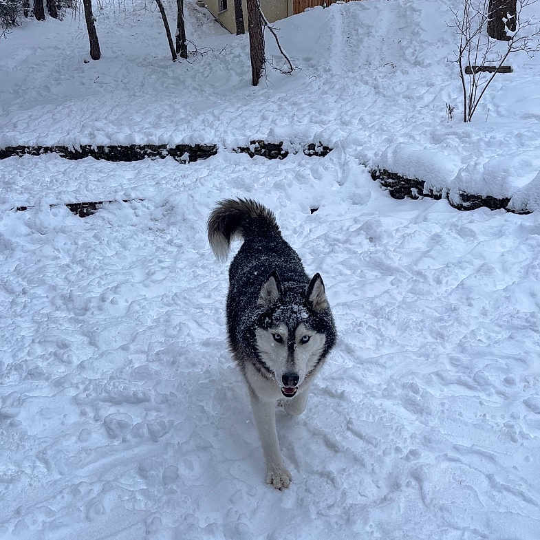 Arron a rejoint le concours — aidez-le/la à gagner de superbes lots ! dog, husky, snow, winter, outdoor, animal, canine, fur, trees, cabin, nature, walking, cold, landscape, pet, playful, forest, daylight, background, path