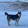 Arron participe au concours pour gagner de l'argent avec cette photo : dog, husky, snow, winter, outdoor, animal, standing, fur, nature, cold, landscape, canine, pet, frozen, sky, hill, field, winter_sports_area, outdoors, animal_portrait