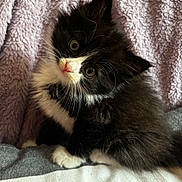 Figaro joined the competition — help win amazing prizes! kitten, cat, black_and_white, fluffy, pet, cute, indoor, blanket, striped_fabric, fur, whiskers, small, young, animal, domestic_cat, portrait, soft, texture, curious, sitting