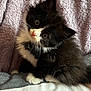 kitten, cat, black_and_white, fluffy, pet, cute, indoor, blanket, striped_fabric, fur, whiskers, small, young, animal, domestic_cat, portrait, soft, texture, curious, sitting
