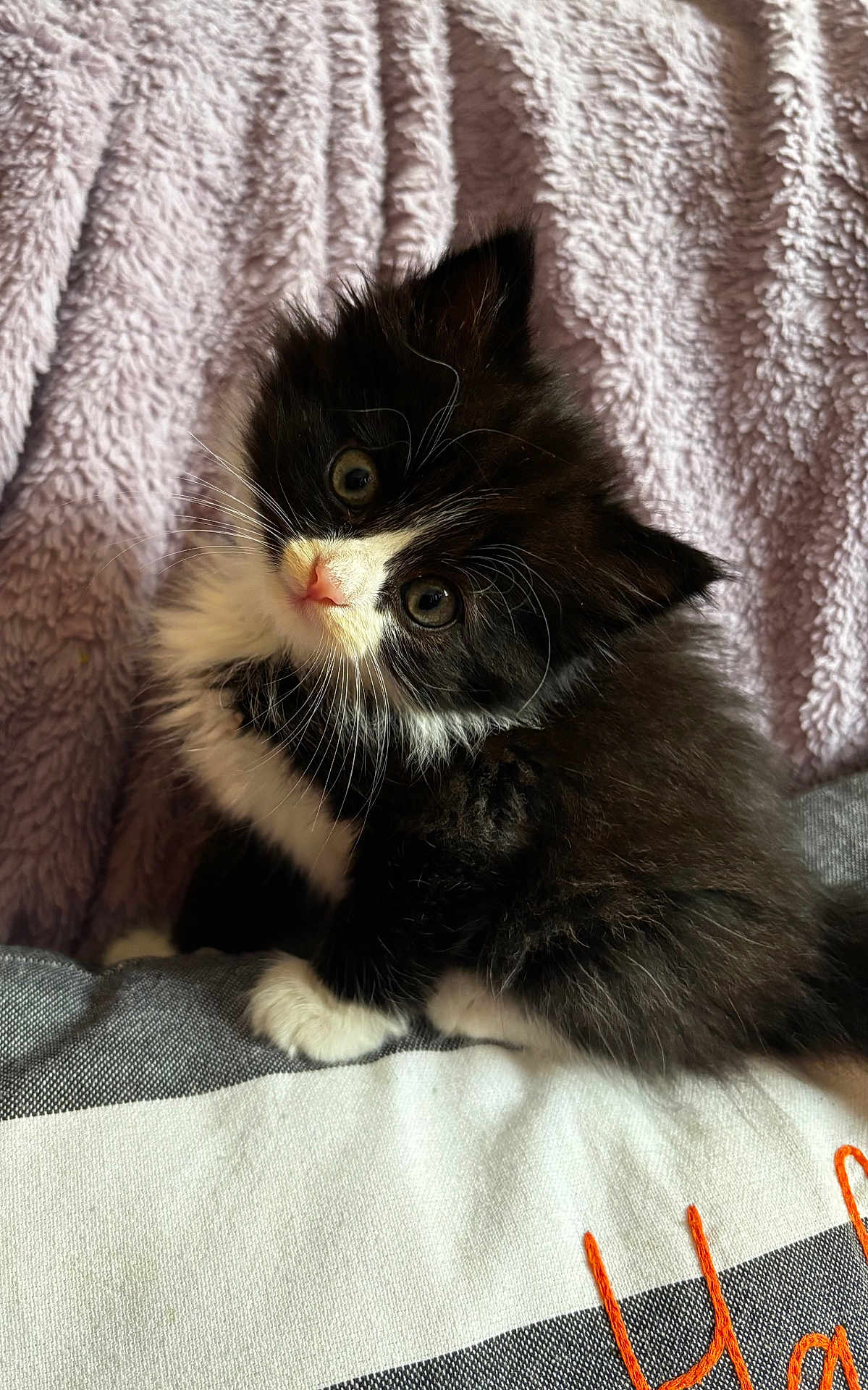 Figaro