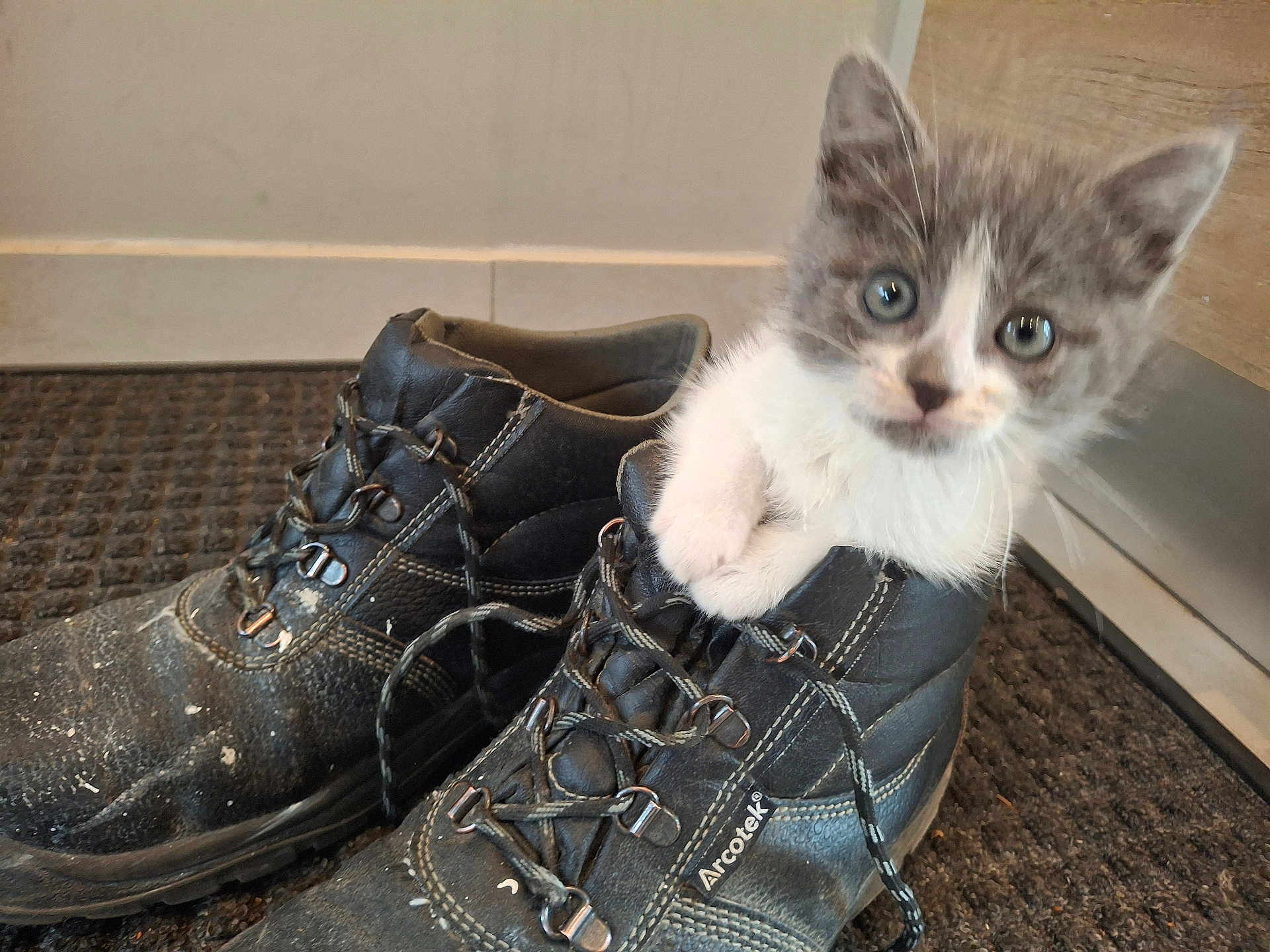 Yuko a rejoint le concours — aidez-le/la à gagner de superbes lots ! kitten, cat, boot, black_boot, pet, animal, curious, furry, blue_eyes, floor_mat, indoors, paw, small_animal, cute, domestic_cat, leather, footwear, scratched, cozy, playful