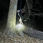 Rex is registered to the contest to win money with this photo: adventure, alert, animal, bark, branch, canine, collar, dark, dog, forest, leaves, nature, night, outdoor, spotlight, standing, tree, trunk, wild, woodland