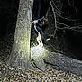 adventure, alert, animal, bark, branch, canine, collar, dark, dog, forest, leaves, nature, night, outdoor, spotlight, standing, tree, trunk, wild, woodland