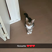 Noisette a rejoint le concours — aidez-le/la à gagner de superbes lots ! abyssinian, animal, architecture, building, cat, closet, cupboard, door, furniture, hardwood, indoors, interiordesign, kitten, lighting, livingroom, manx, pet, photography, room, wood