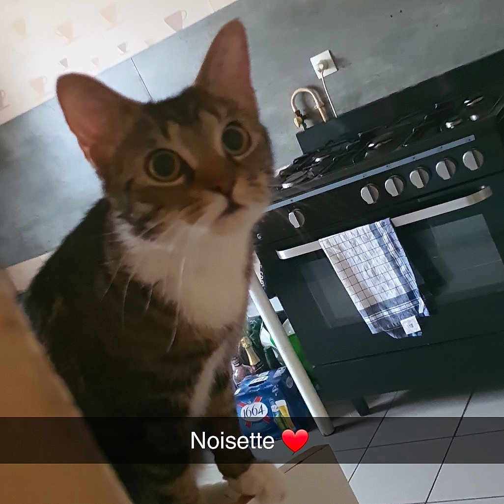 Noisette