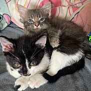 Ruby a rejoint le concours — aidez-le/la à gagner de superbes lots ! adorable, animal, bed, blanket, cat, companion, cozy, cute, domestic_animal, feline, fur, indoors, kitten, pet, playful, resting, sleepy, snuggling, two_animals, young