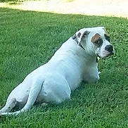 Layla joined the competition — help win amazing prizes! dog, white_dog, canine, grass, lawn, backyard, pet, collar, laying, side_eye, portrait, muzzle, ears, relaxed, summer, outdoor, green, animal, chubby, looking_back