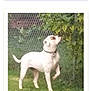 Layla is registered to the contest to win money with this photo: dog, white_dog, pet, standing, looking_up, collar, chainlink_fence, fence, bush, leaves, grass, yard, outdoor, screenshot, webpage, contest_banner, vote_button, caption_text, mobile_ui, blurry