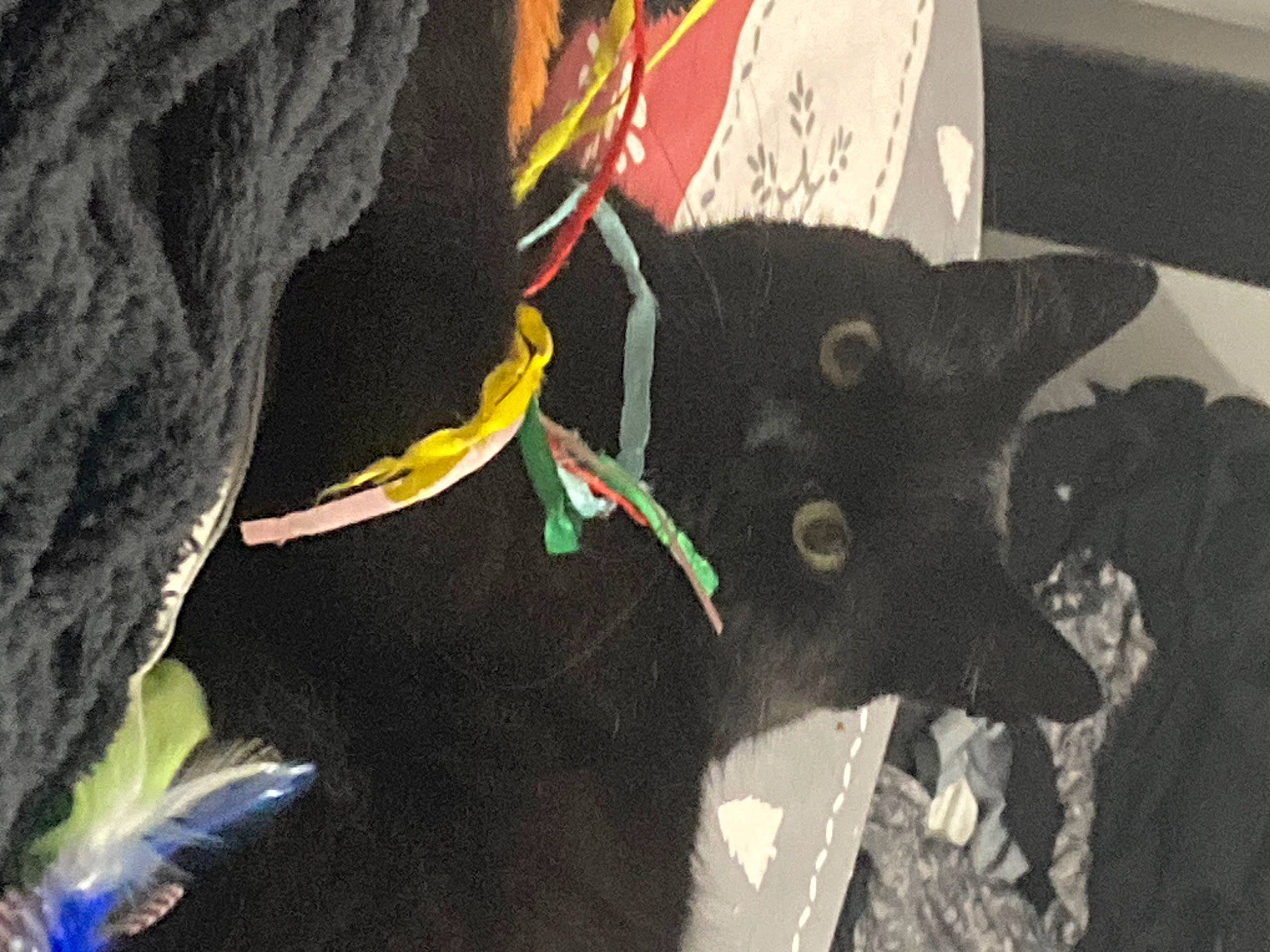 Capyx a rejoint le concours — aidez-le/la à gagner de superbes lots ! black_cat, bombay, carmine, carnivore, cat, collar, dog_breed, domestic_short_haired_cat, fashion_accessory, felidae, fur, grey, plant, small_to_medium_sized_cats, tail, whiskers, working_animal