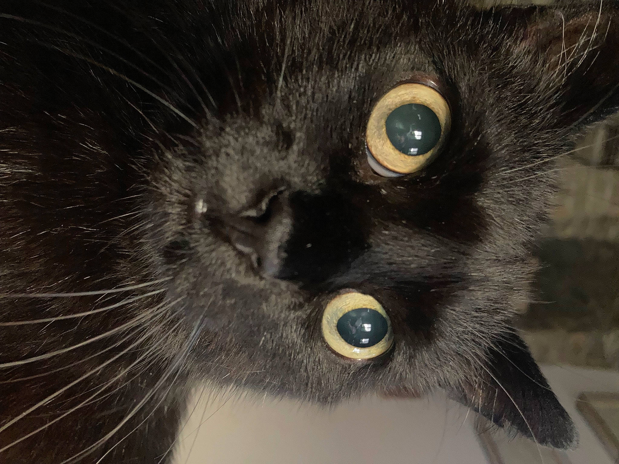 Capyx participe au concours pour gagner de l'argent avec cette photo : black_cat, bombay, carnivore, cat, close_up, curious, domestic_short_haired_cat, eyelash, felidae, fur, iris, small_to_medium_sized_cats, snout, terrestrial_animal, whiskers