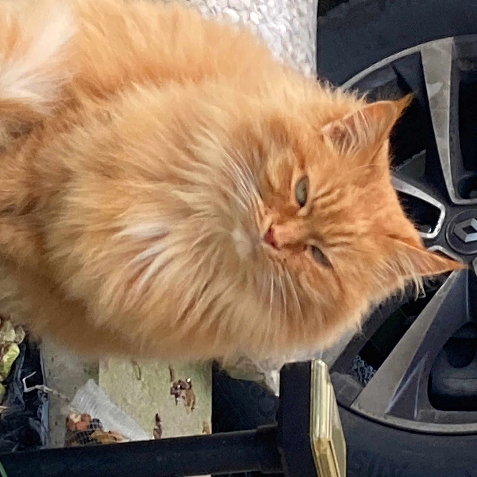 Caramel a rejoint le concours — aidez-le/la à gagner de superbes lots ! box, british_longhair, carnivore, cat, claw, domestic_short_haired_cat, fawn, felidae, fur, mammal, paw, persian, small_to_medium_sized_cats, snout, tail, terrestrial_animal, vertebrate, whiskers, wood