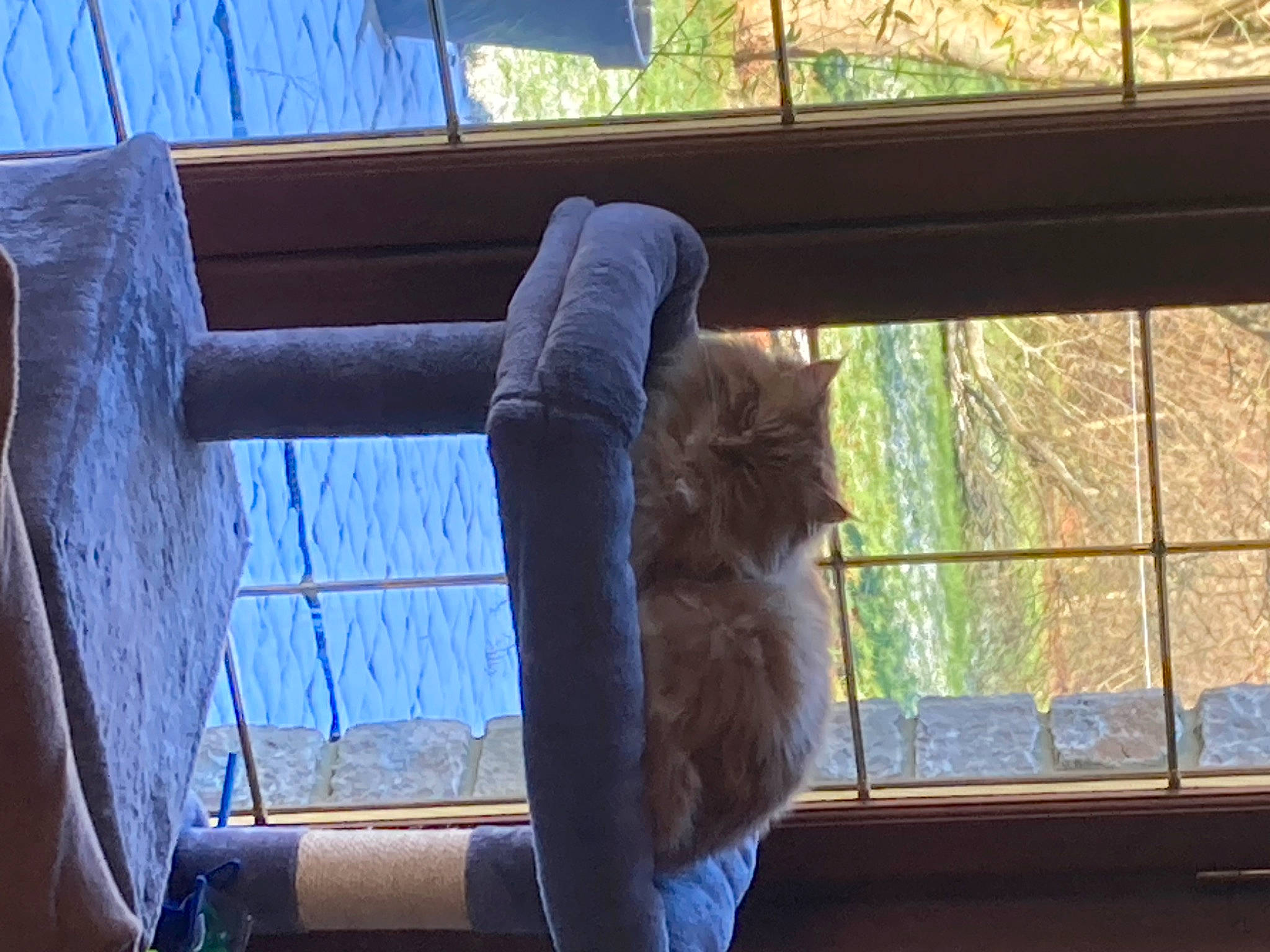 Caramel participe au concours pour gagner de l'argent avec cette photo : blue, carnivore, cat, comfort, fawn, felidae, hardwood, mammal, morning, shade, small_to_medium_sized_cats, sunlight, tail, textile, tints_and_shades, tree, vertebrate, whiskers, window, wood