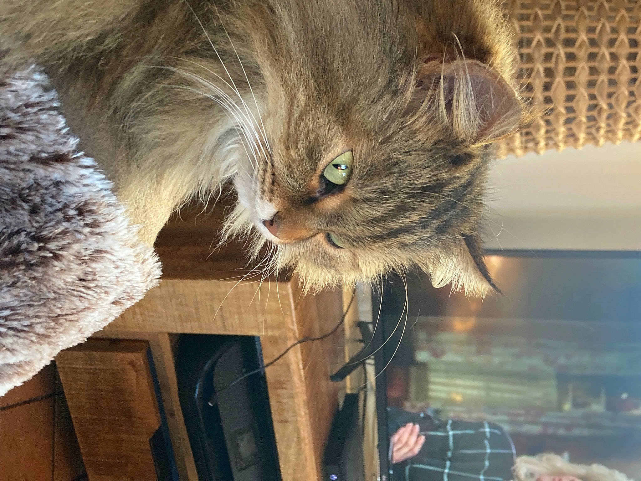 Noisette participe au concours pour gagner de l'argent avec cette photo : carnivore, cat, claw, comfort, domestic_short_haired_cat, fawn, felidae, fur, hardwood, maine_coon, natural_material, room, small_to_medium_sized_cats, snout, tail, whiskers, wood