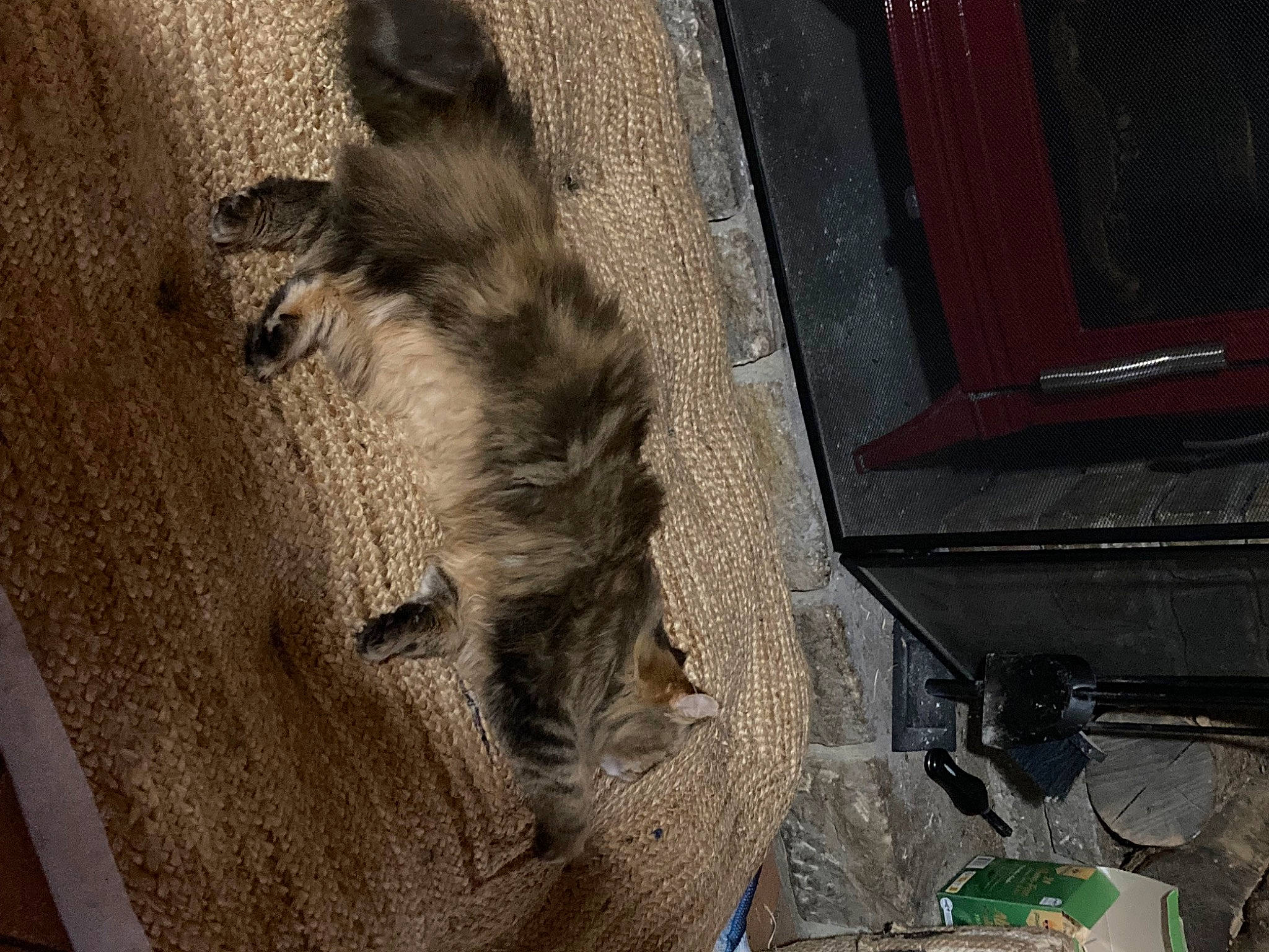 Noisette a rejoint le concours — aidez-le/la à gagner de superbes lots ! art, automotive_tire, big_cats, building, domestic_short_haired_cat, fawn, felidae, fur, gas, grey, lion, small_to_medium_sized_cats, snout, tail, terrestrial_animal, tints_and_shades, trunk, whiskers, window, wood