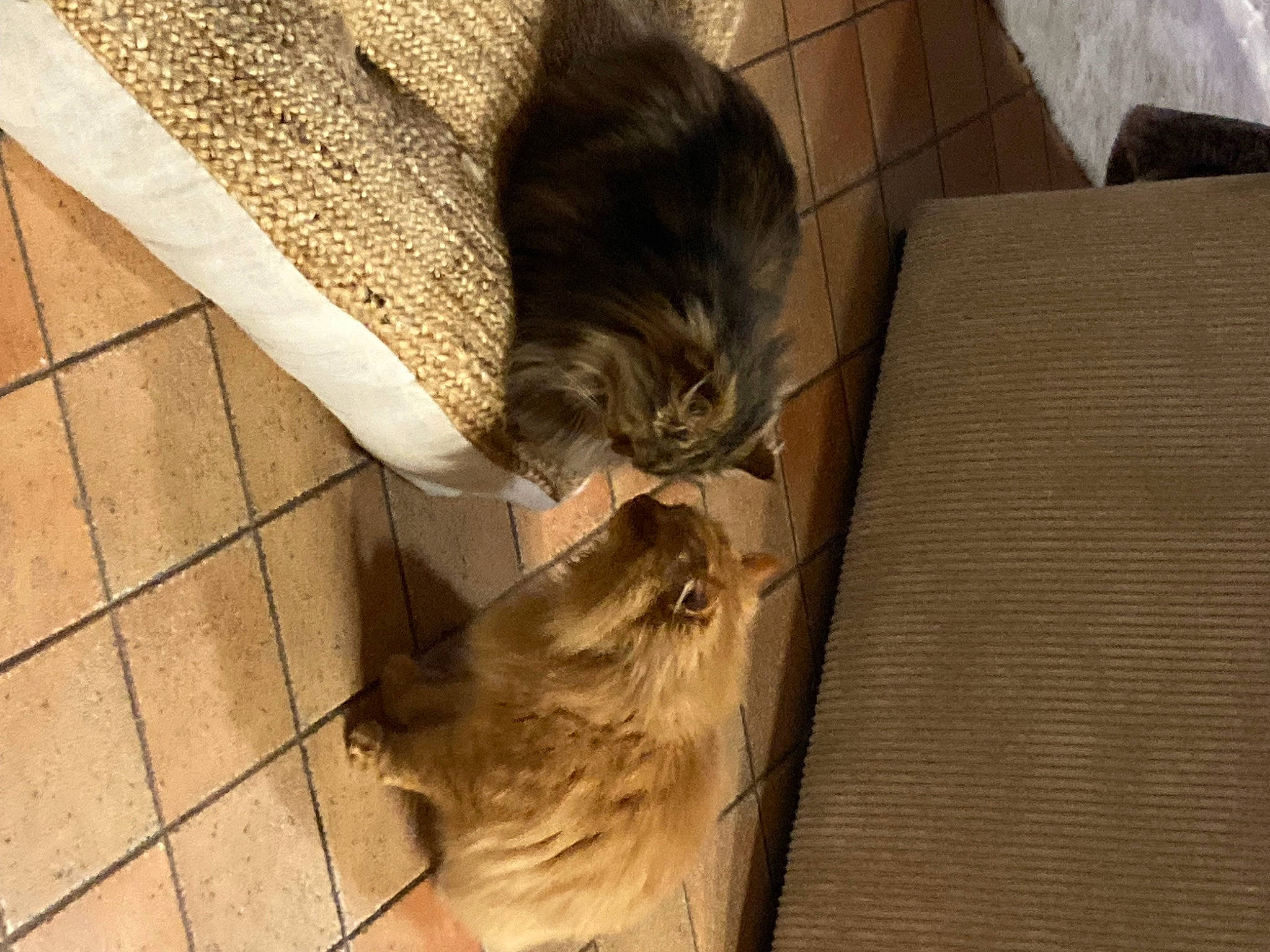 Noisette participe au concours pour gagner de l'argent avec cette photo : box, carnivore, cat, comfort, domestic_short_haired_cat, fawn, felidae, floor, flooring, fur, grey, hardwood, human_leg, laminate_flooring, small_to_medium_sized_cats, snout, tail, whiskers, wood, wood_flooring