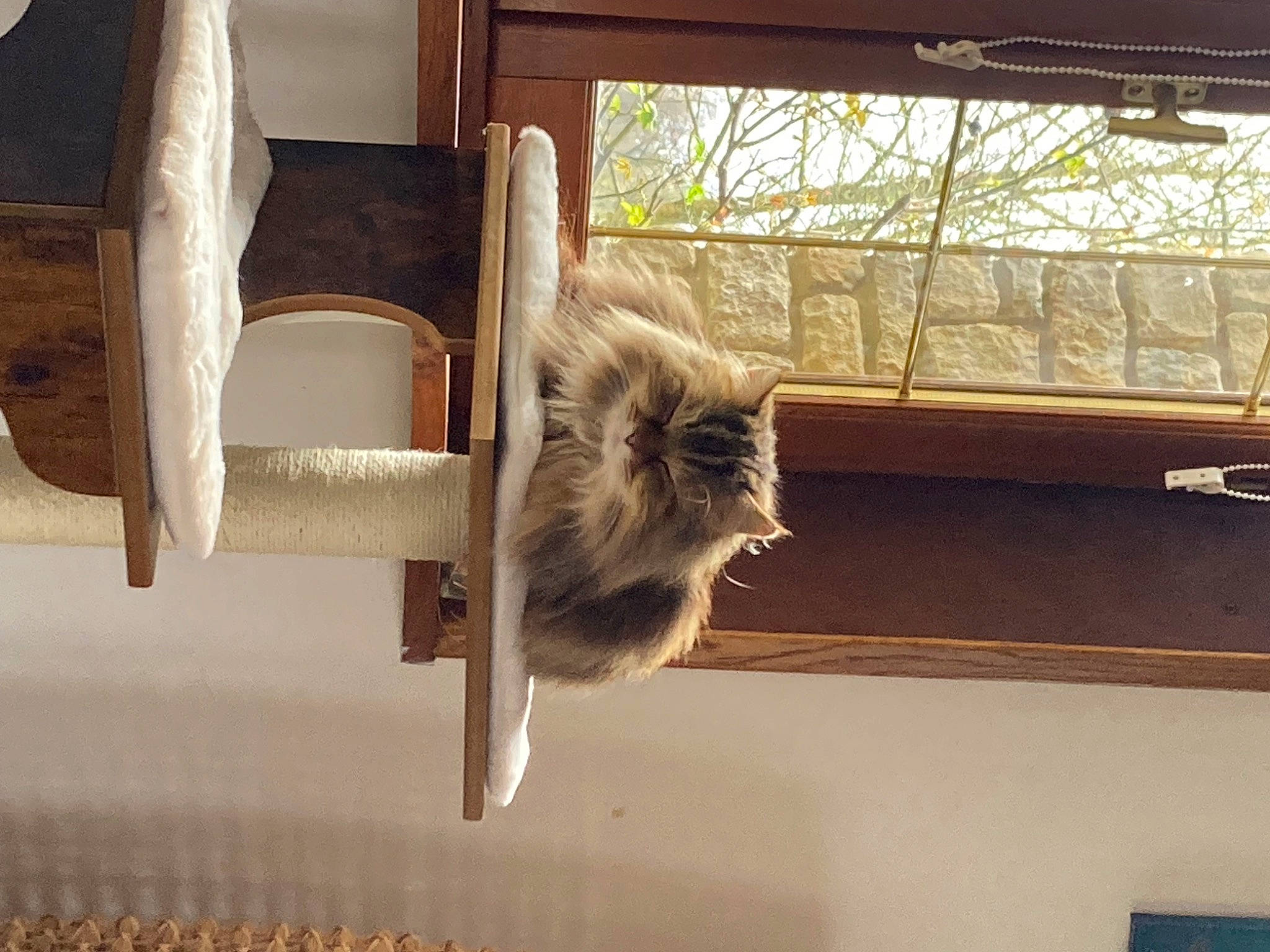 Noisette a rejoint le concours — aidez-le/la à gagner de superbes lots ! canidae, carnivore, cat, cat_supply, chair, companion_dog, domestic_short_haired_cat, fawn, felidae, fur, hardwood, house, room, small_to_medium_sized_cats, snout, table, tail, whiskers, window, wood