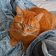 Tigrou participe au concours pour gagner de l'argent avec cette photo : animal, blanket, cat, close_up, comfortable, couch, cozy, feline, fur, green_eyes, home, indoor, laying_down, orange_cat, pet, relaxed, resting, soft_texture, tabby, whiskers