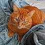 animal, blanket, cat, close_up, comfortable, couch, cozy, feline, fur, green_eyes, home, indoor, laying_down, orange_cat, pet, relaxed, resting, soft_texture, tabby, whiskers