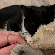 Mimi a rejoint le concours — aidez-le/la à gagner de superbes lots ! cat, black_and_white_cat, pet, animal, sleeping, lying_down, blanket, bed, cozy, indoors, close_up, fur, paws, whiskers, relaxed, snuggling, human_hand, rings, soft_fabric, portrait