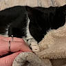 cat, black_and_white_cat, pet, animal, sleeping, lying_down, blanket, bed, cozy, indoors, close_up, fur, paws, whiskers, relaxed, snuggling, human_hand, rings, soft_fabric, portrait