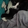 Mimi participe au concours pour gagner de l'argent avec cette photo : cat, tuxedo_cat, pet, animal, black_and_white, whiskers, paws, white_paws, sleeping, resting, curled_up, blanket, bed, indoors, cozy, teal_fabric, gray_blanket, close_up, portrait, low_light
