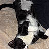 cat, black_and_white, sleeping, upside_down, lying_down, paws_up, whiskers, pink_nose, fur, pet, blanket, bed, cozy, indoors, relaxed, playful, fluffy, portrait, resting, funny_pose