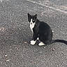 cat, tuxedo_cat, animal, pet, black_and_white, sitting, outdoor, parking_lot, asphalt, pavement, grass, curb, tail, whiskers, ears, eyes, white_paws, portrait, street, parking_sign