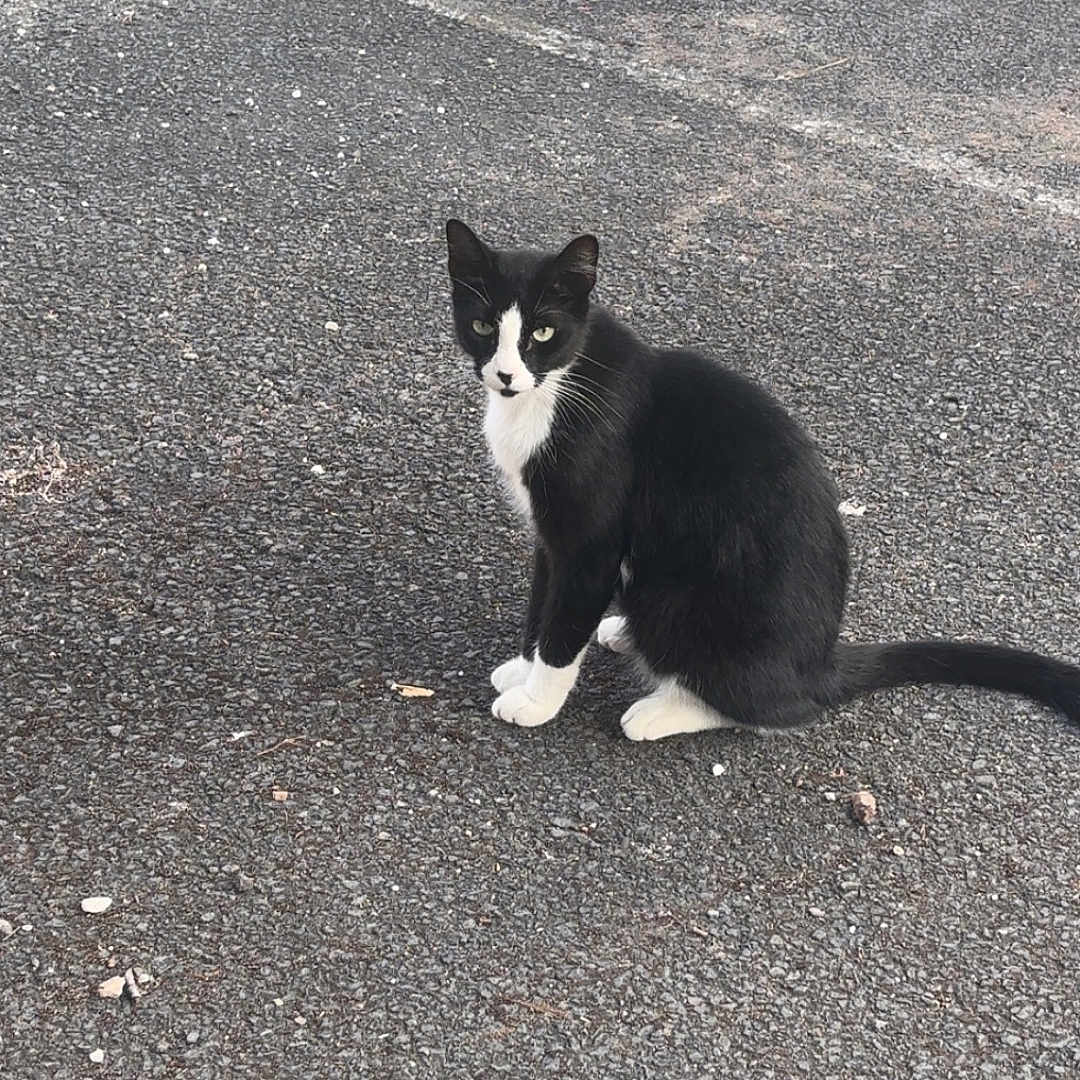Mimi
