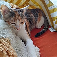 Nina participe au concours pour gagner de l'argent avec cette photo : cat, calico, feline, pet, resting, indoor, cushion, blanket, soft_texture, striped_pattern, fur, paw, tail, relaxed, window_light, cozy, comfort, home, animal, sleepy